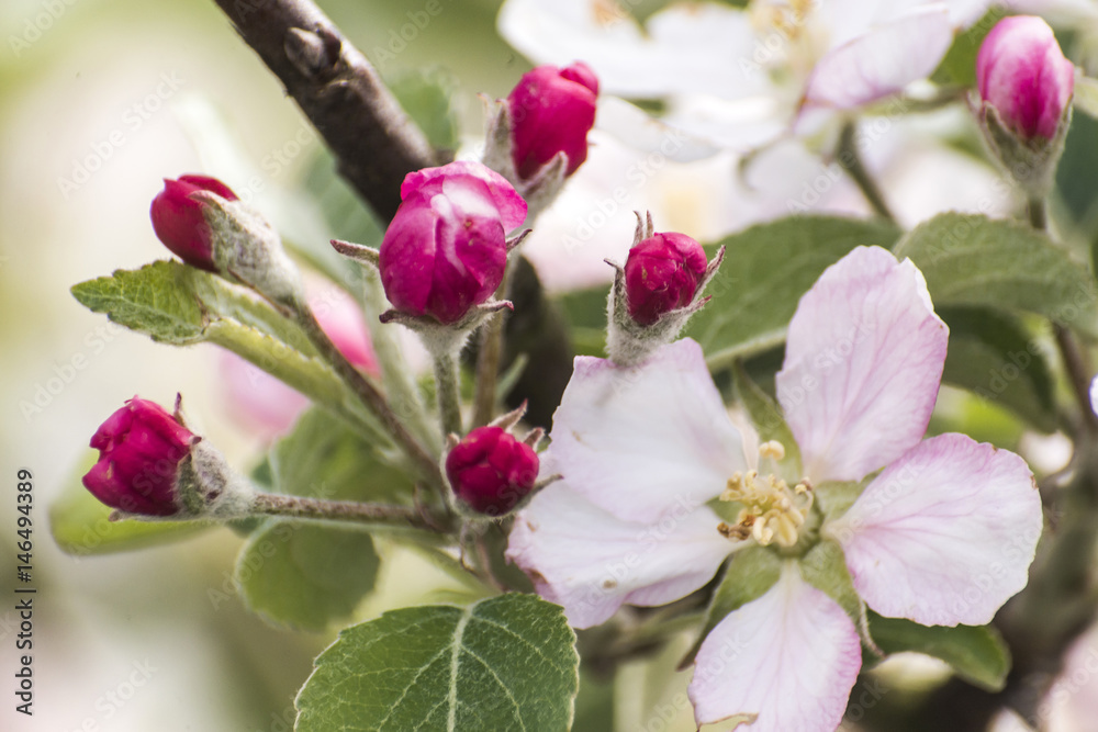 Spring blossoms beautiful flowers on pear tree in nature Spring blossoms beautiful flowers on pear tree in nature