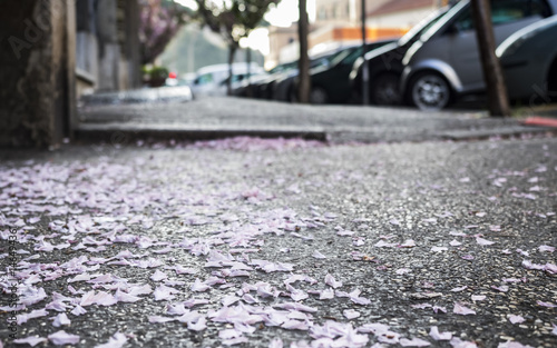 Fallen Jacaranda petals on a sidewalk in Rome