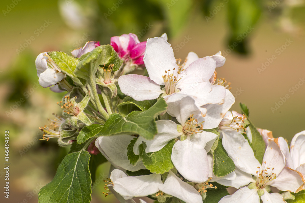 Fototapeta premium Spring blossoms beautiful flowers on apple tree in nature