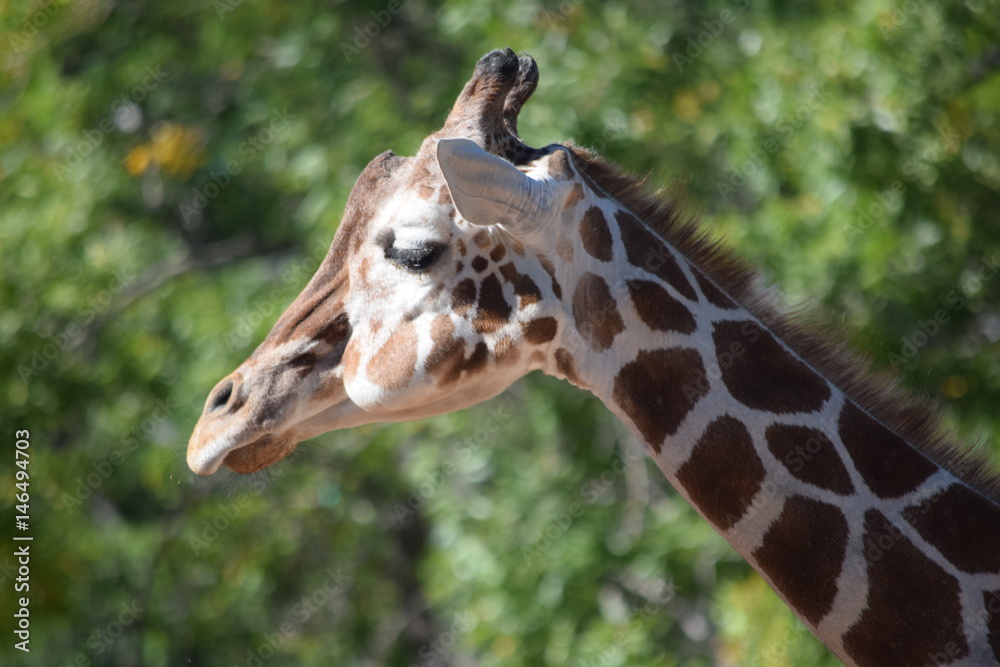 Obraz premium Giraffe Head