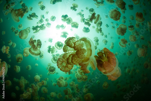 Millions of Jellyfish in the Republic of Palau