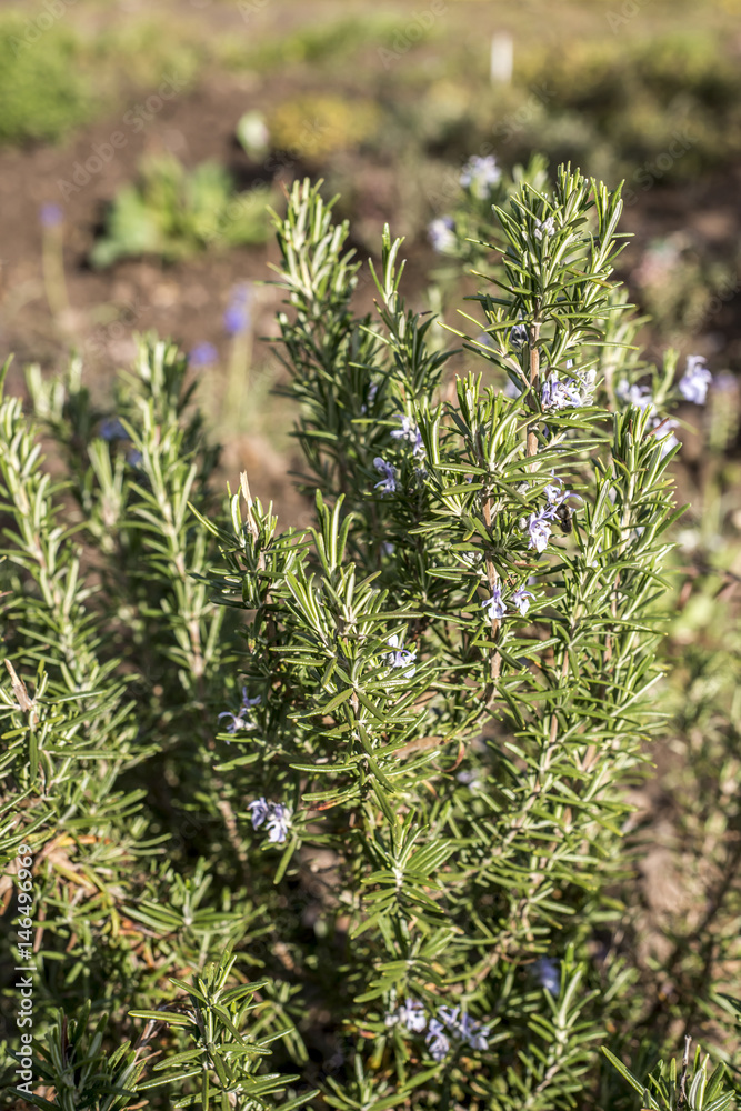 Rosemary blossom in herb garden closeup detail color Rosemary blossom in herb garden closeup detail color