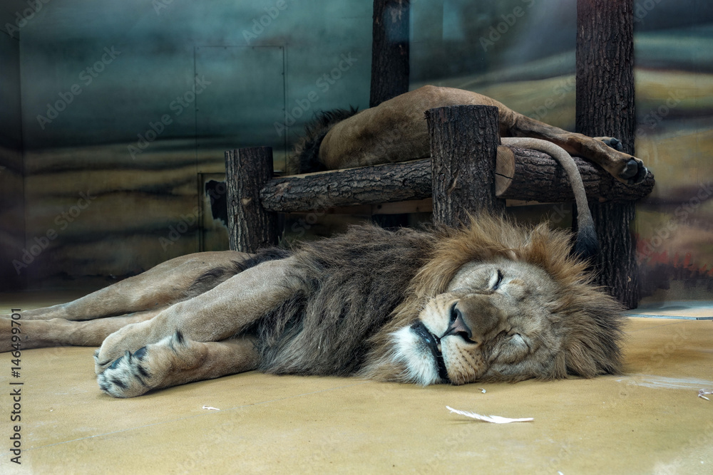 Obraz premium Animal close up photography Lion sleeping nap.