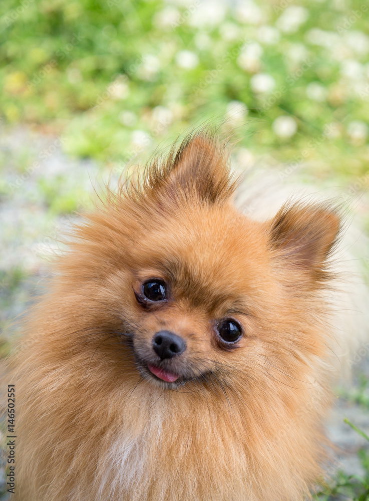 Pomeranian Pomeranian