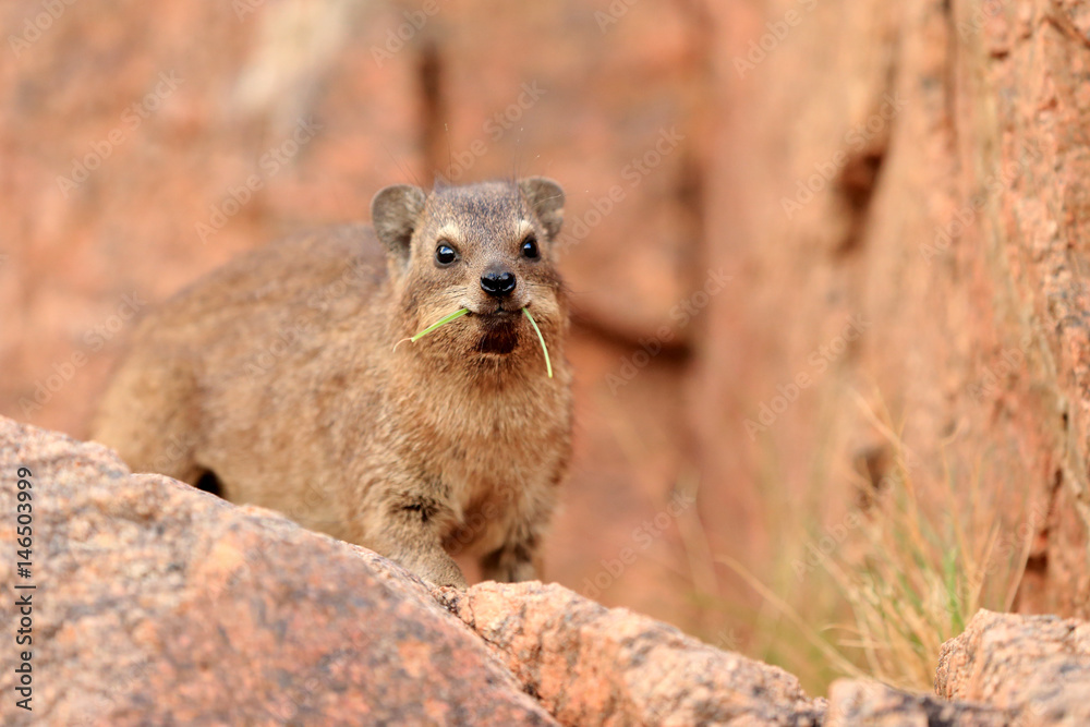 Fototapeta premium góralek przylądkowy Procavia capensis w parku narodowym Augrabies