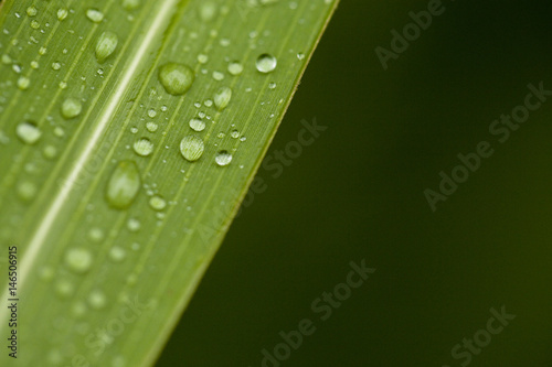 Macro View of a Leaf with Rain Drops