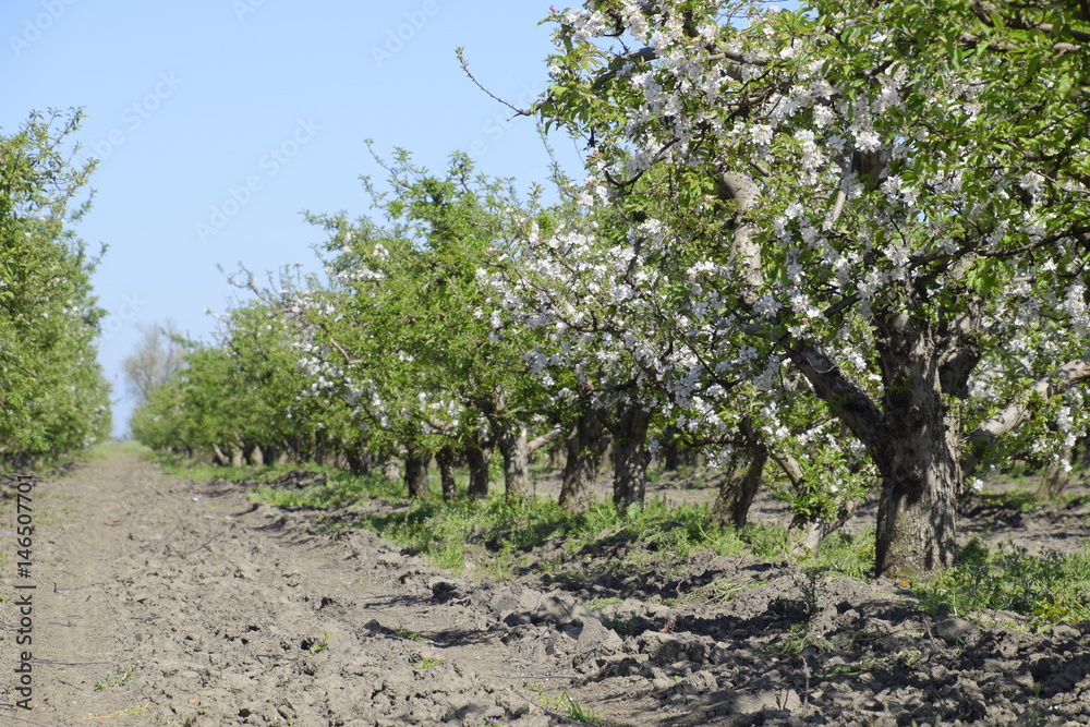 Blooming apple orchard. Adult trees bloom in the apple orchard. Fruit garden