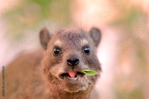 góralek przylądkowy Procavia capensis w parku narodowym Augrabies #146508561