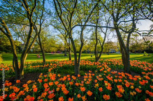 Tulips at Sherwood Gardens Park, in Guilford, Baltimore, Maryland. photo