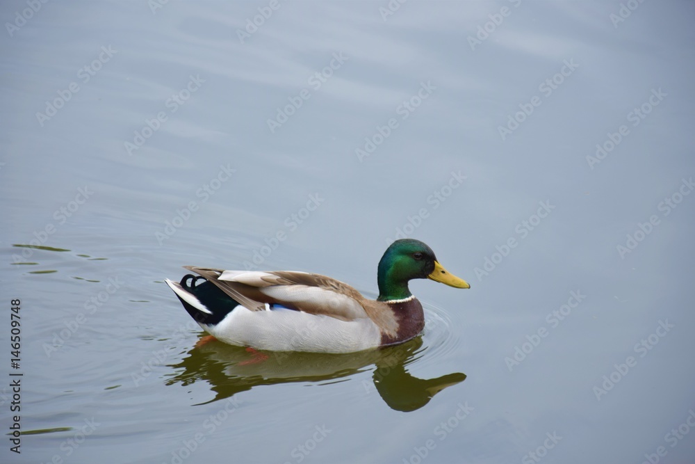 duck duck