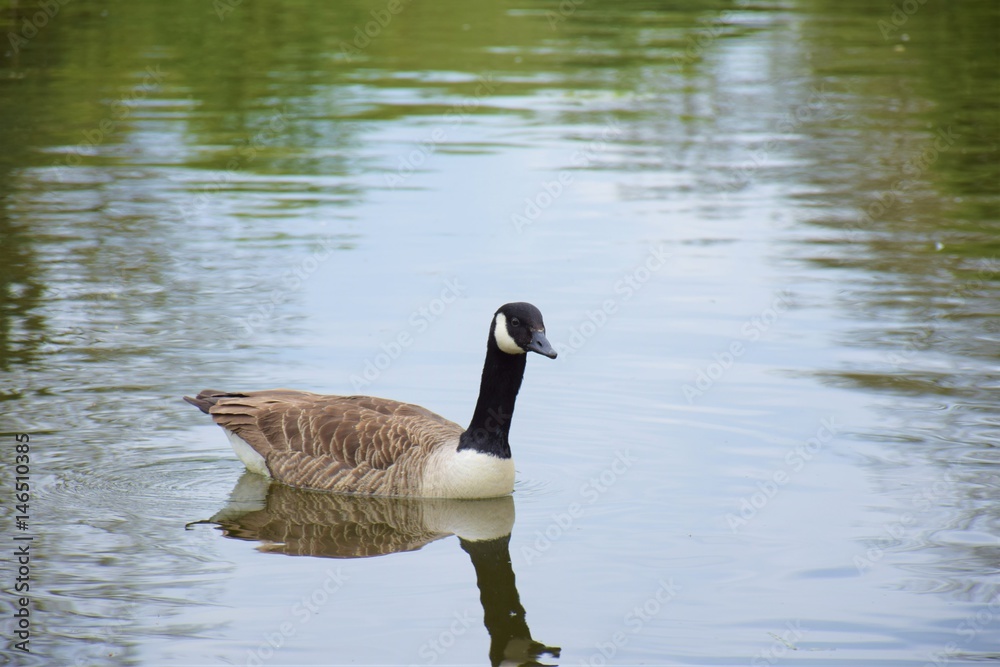 duck water duck water