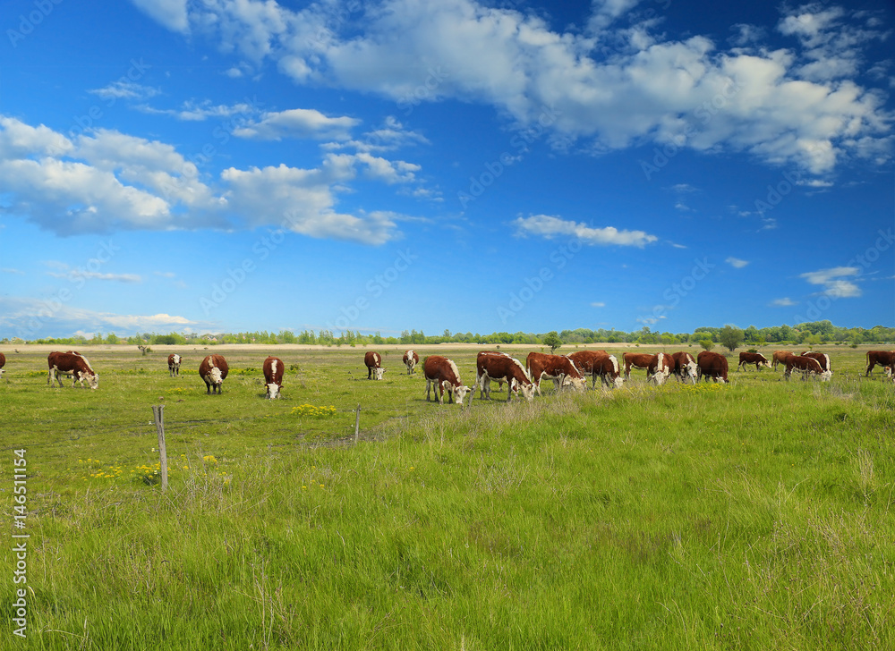 Naklejka premium Cows grazing on pasture