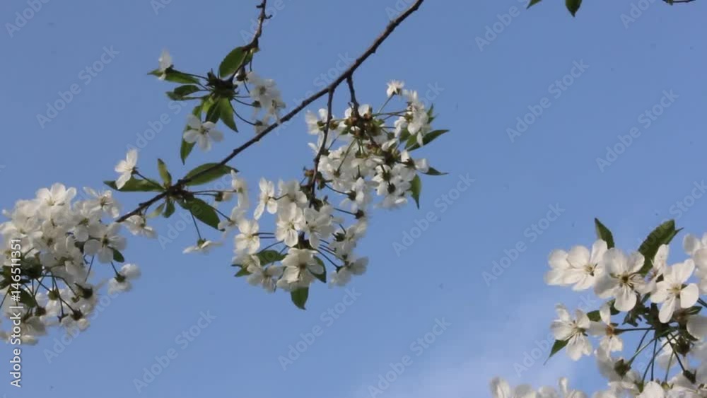 Flowers cherry.
The cherry flowering are always beautiful sight.
Flowers cherry.
The cherry flowering are always beautiful sight.
