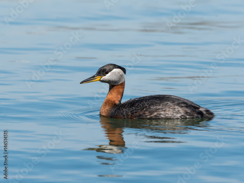Red Necked Grebe Swimming