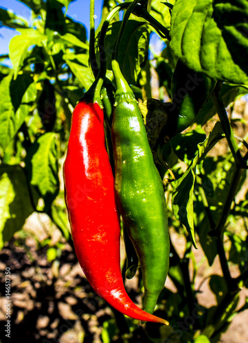 Organic red and green chillies growing in the field. Concept of beautiful contrast between vegetables.