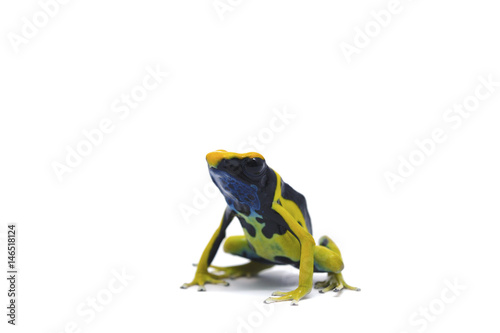  poison dart frog isolated on white background