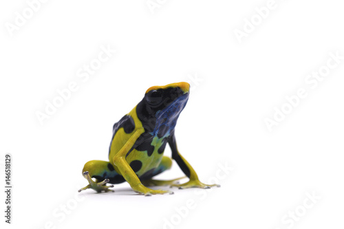  poison dart frog isolated on white background