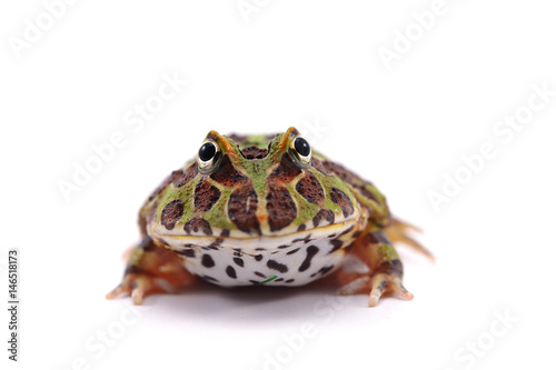 pacman frog isolated on white background