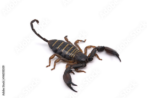 african scorpion isolated on white background