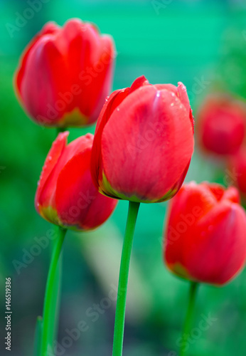 Beautiful red Tulips Flowers with Waterdrops in the garden. Holiday border on natural green background Fresh Spring tulips flowers with water drops in the garden