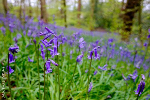 Wild bluebells blooming in British woodland in spring