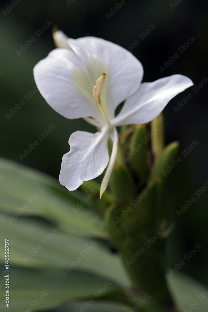 Close-up of white ginger lily Close-up of white ginger lily