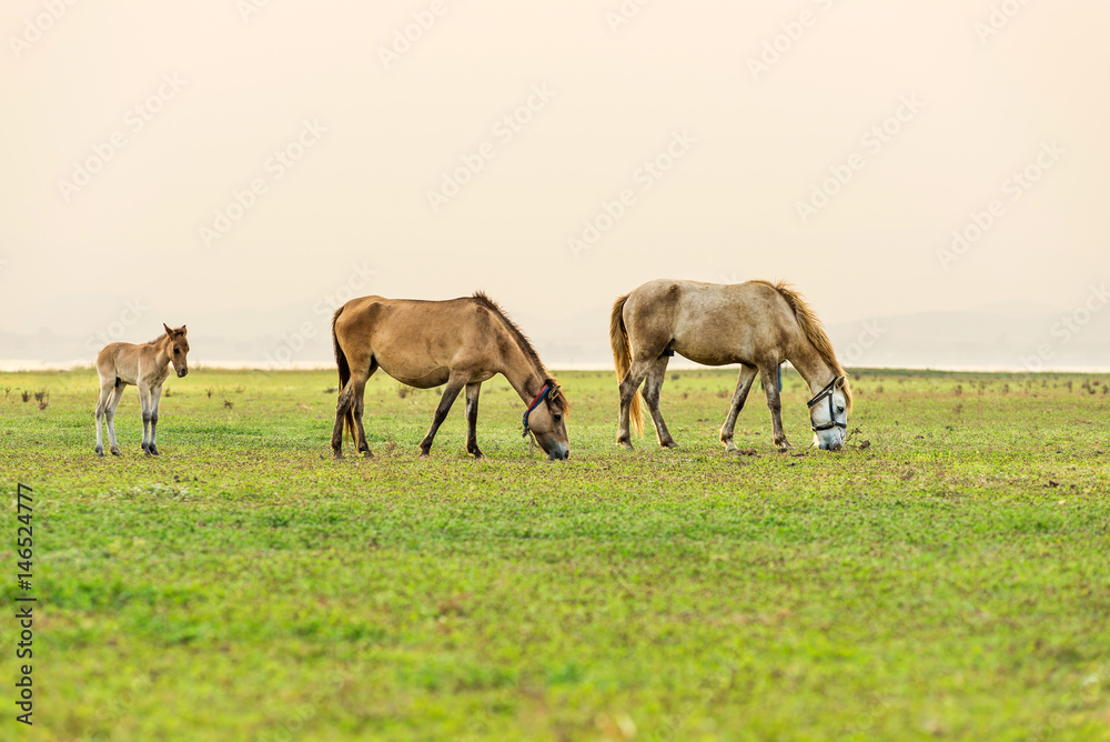Horses graze in the beautiful green field. Horses graze in the beautiful green field.