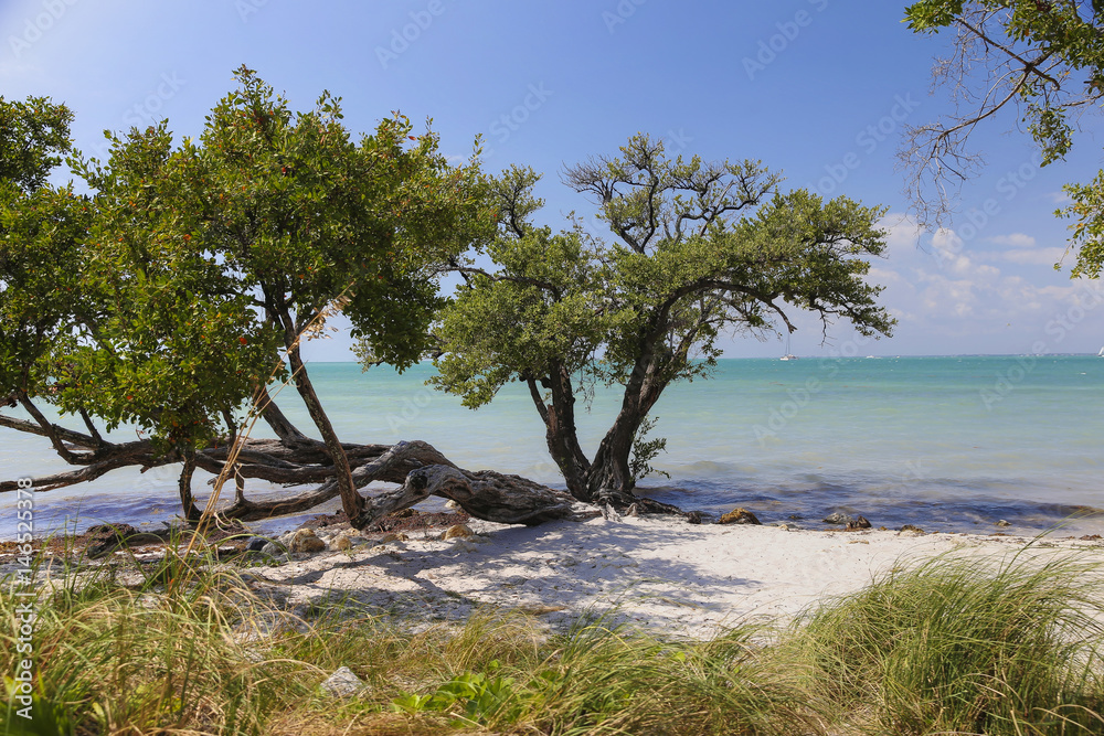 Tropical Jungle Trees