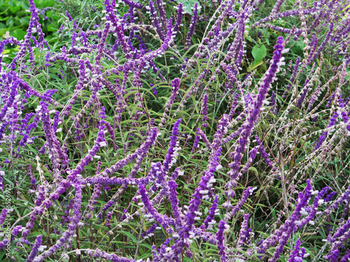 Lavender flower field, fresh purple aromatic wildflower