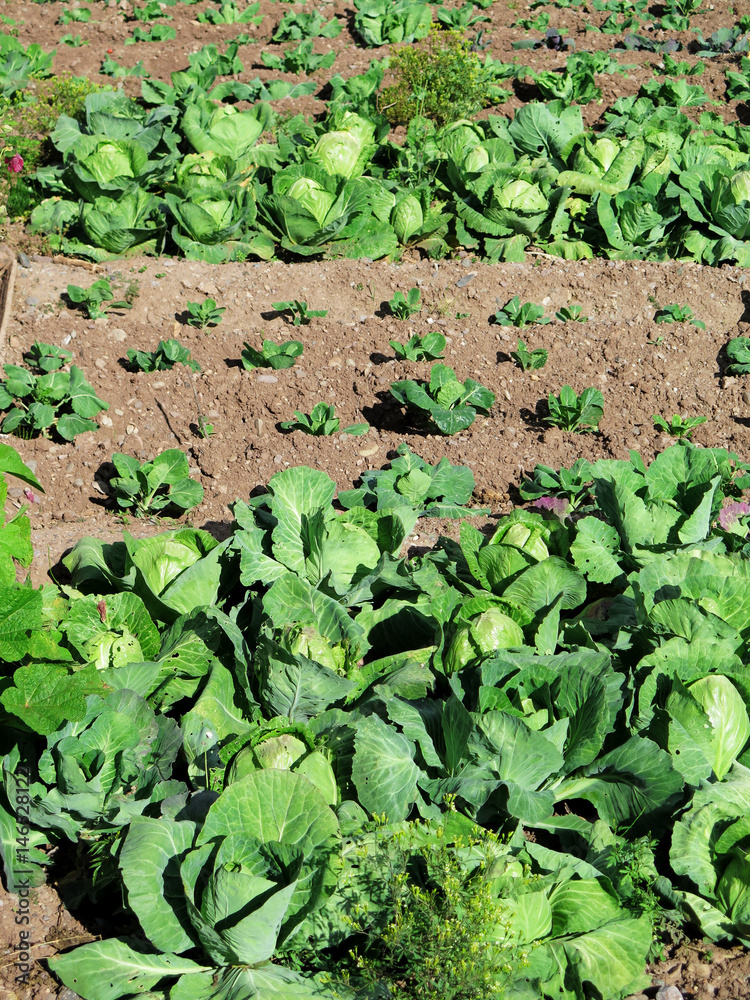 Naklejka premium Green lettuce plant in field