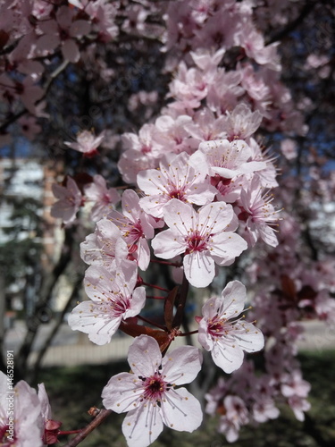 Prunus cerasifera pink flowers.
Prunus cerasifera is a species of plum known by the common names cherry plum and myrobalan plum.