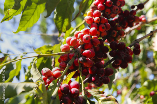 Coffee Beans Growing in Plantation