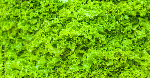 Bottom border of fresh green lettuce salad leaves texture. Close up of healthy lifestyle and dieting background. Selective focus