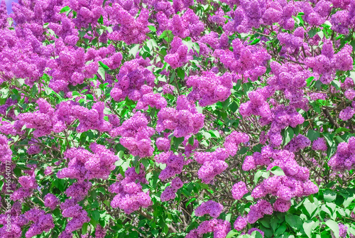 Blooming varietal selection lilac  Syrigna vulgaris . The sort of  Mikhail Sholokhov 