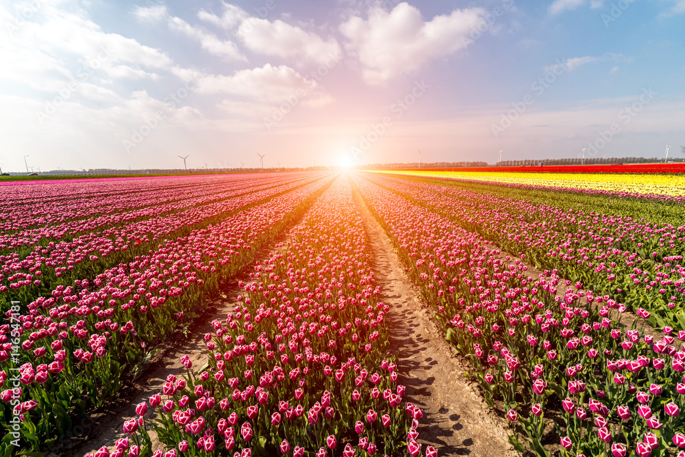 Sunset above the field of tulips