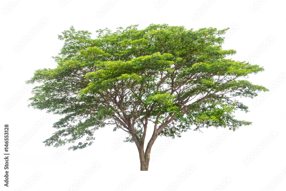 Tree with green leaves isolated on white background