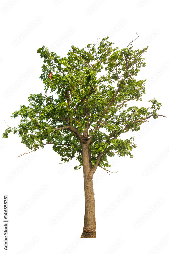 Tree with green leaves isolated on white background