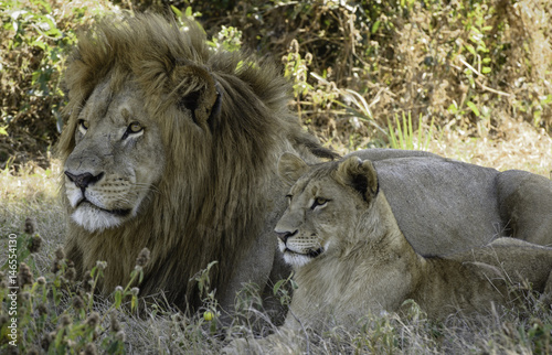 Male lion and cub