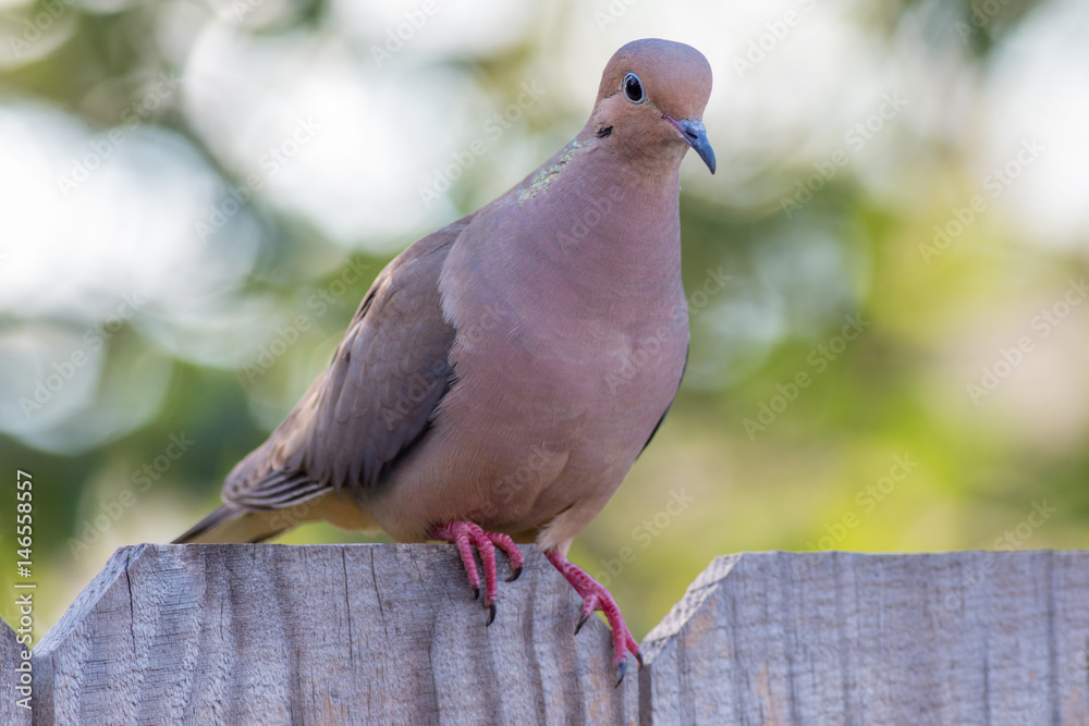 Obraz premium Mourning dove on a fence close up.