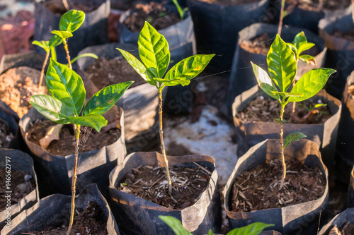 Arabica coffee seedlings