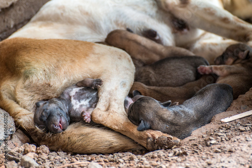 Dog Mother and its children