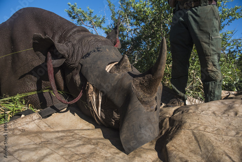 Dehorning Black Rhino for conservation