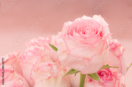 Close up of pink roses and water drops.