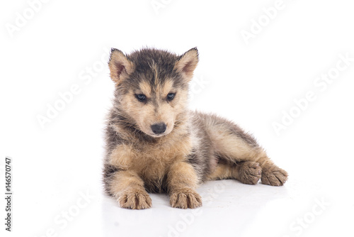 siberian husky puppy on white background