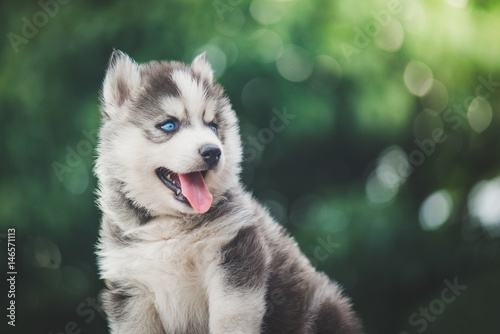 siberian husky puppy with bokeh sunlight background