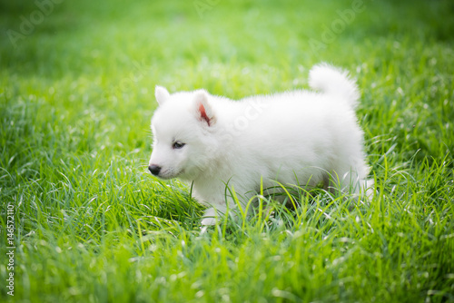 siberian husky puppy playing on green grass