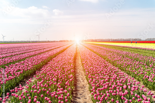 Sunset above the field of tulips