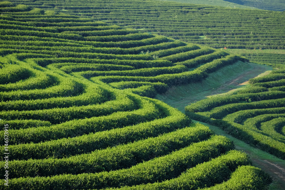 Tea plantation