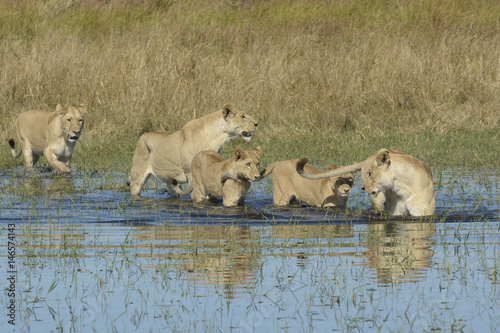 Fototapeta Naklejka Na Ścianę i Meble -  Lions crossing water
