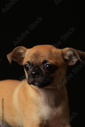 Pug and Chihuahua mix dog (Chug), パグとチワワのミックス犬, チワパグ